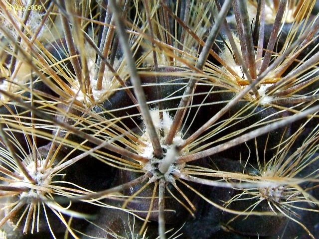 Eriosyce villosa KK51 06